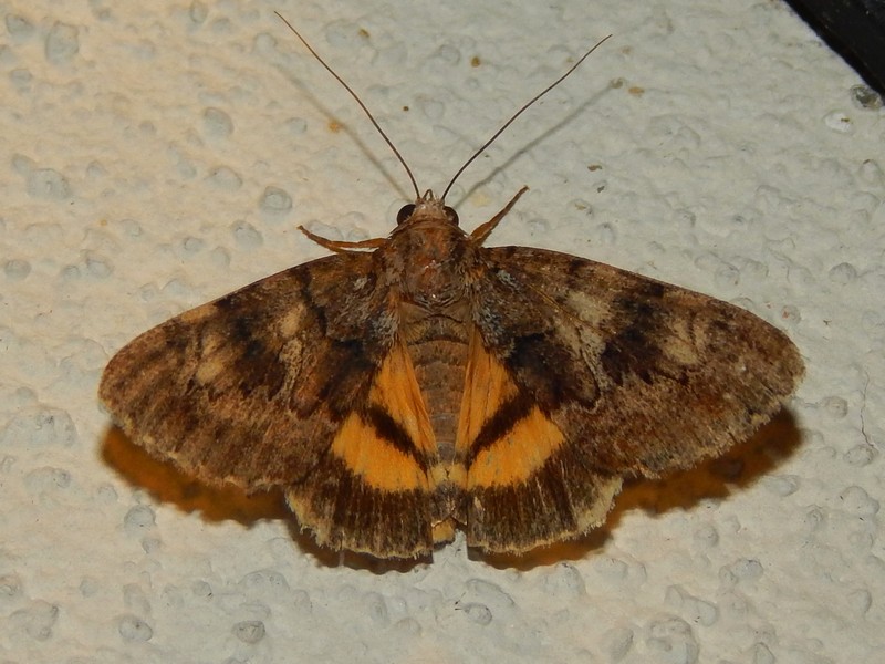 Catocala nymphagoga? S